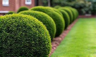 Neatly trimmed ornamental shrubs